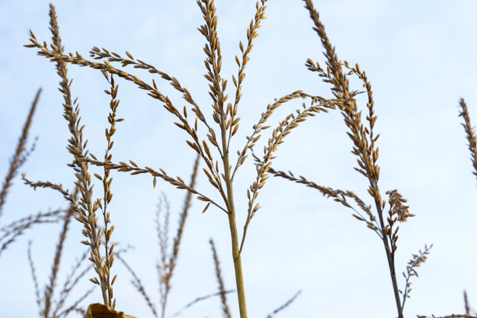 Grasses blades of grass grass