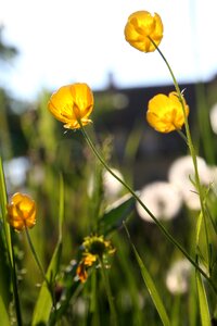 Petals yellow flower backlighting
