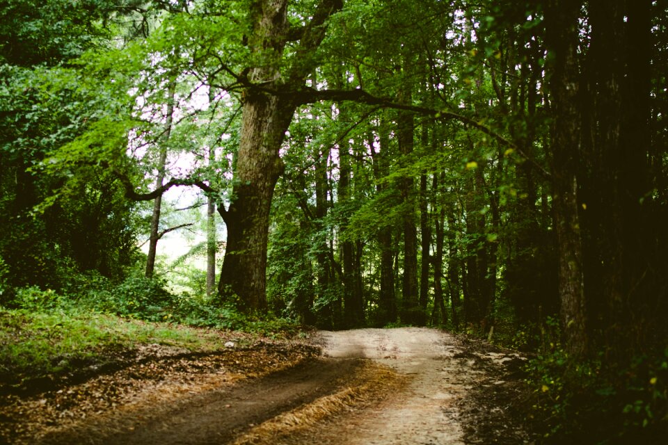 Forest nature trees