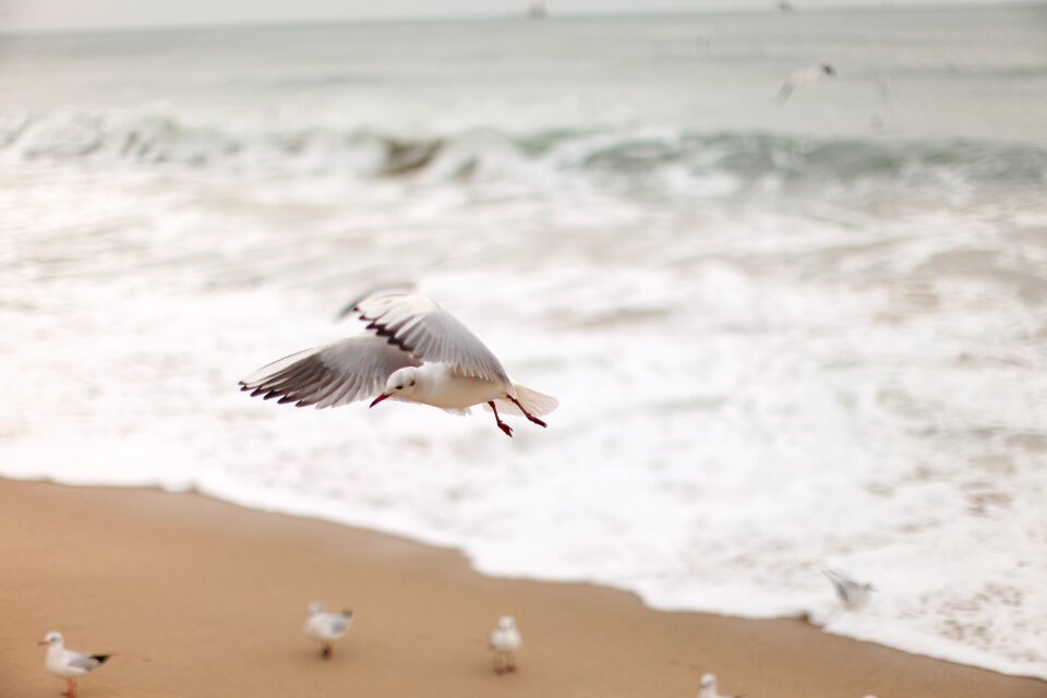 Seagull new sea