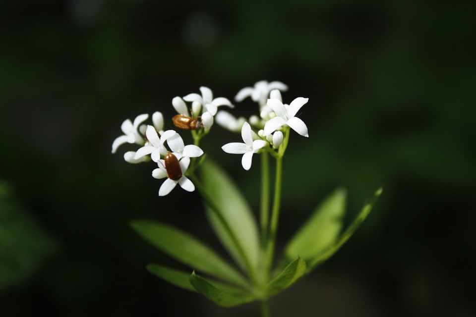 Flower white flower wildflower