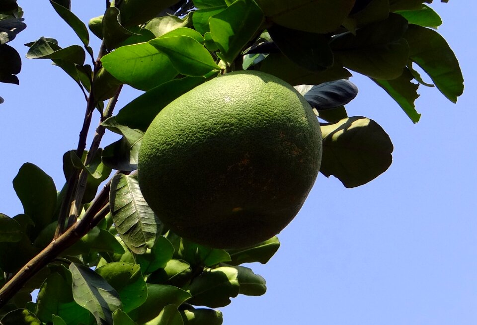 Citrus fruit tree