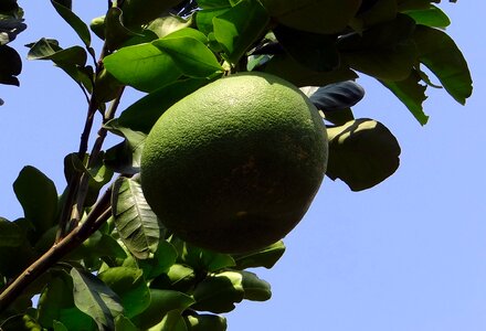 Citrus fruit tree photo