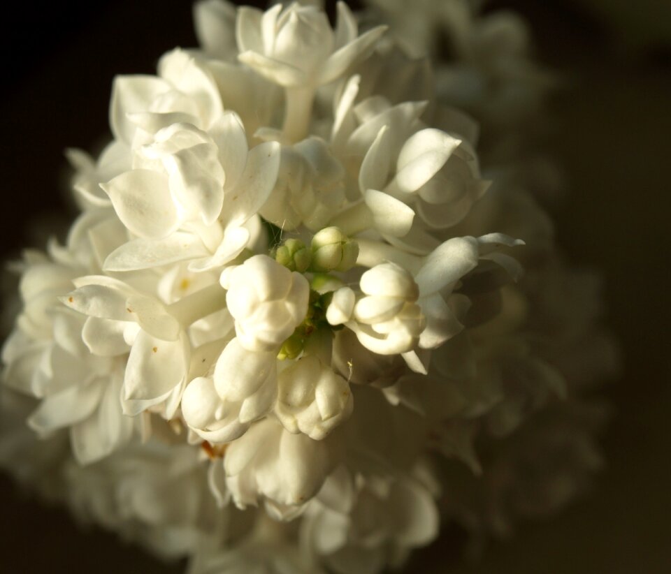 Bloom bud bloom