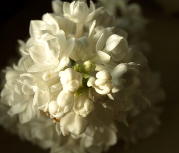 Bloom bud bloom