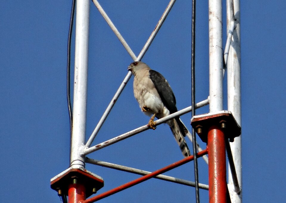Accipitridae little banded goshawk bird