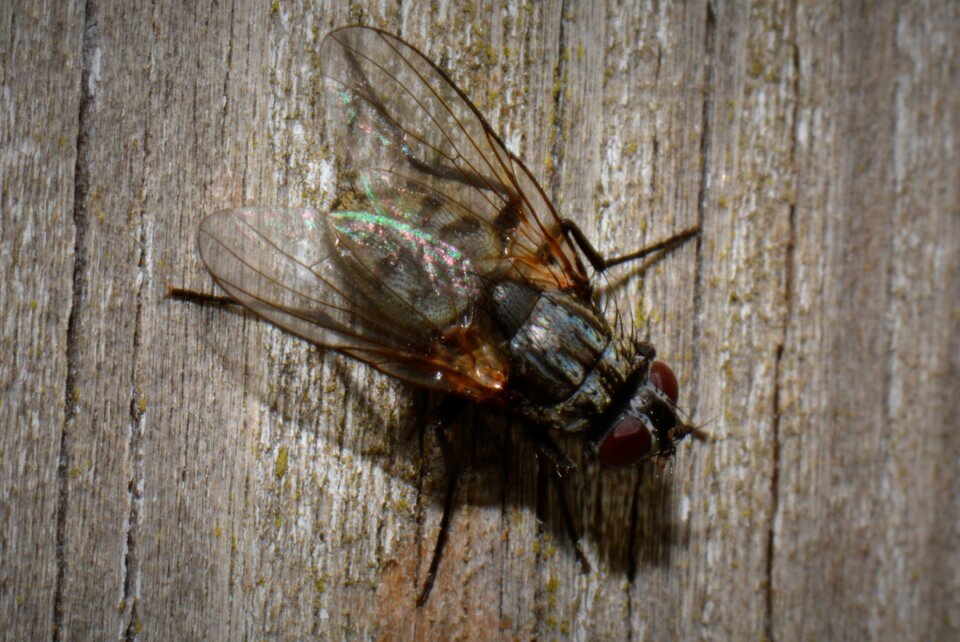 Bug animal macro