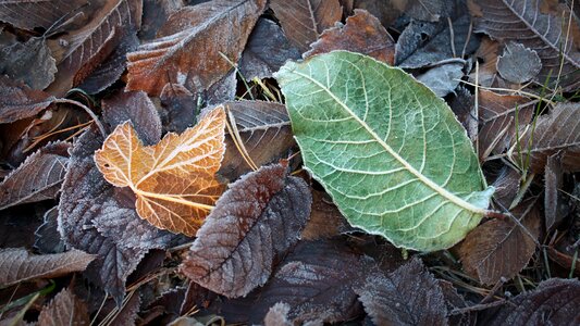 Leaf lövhög autumn