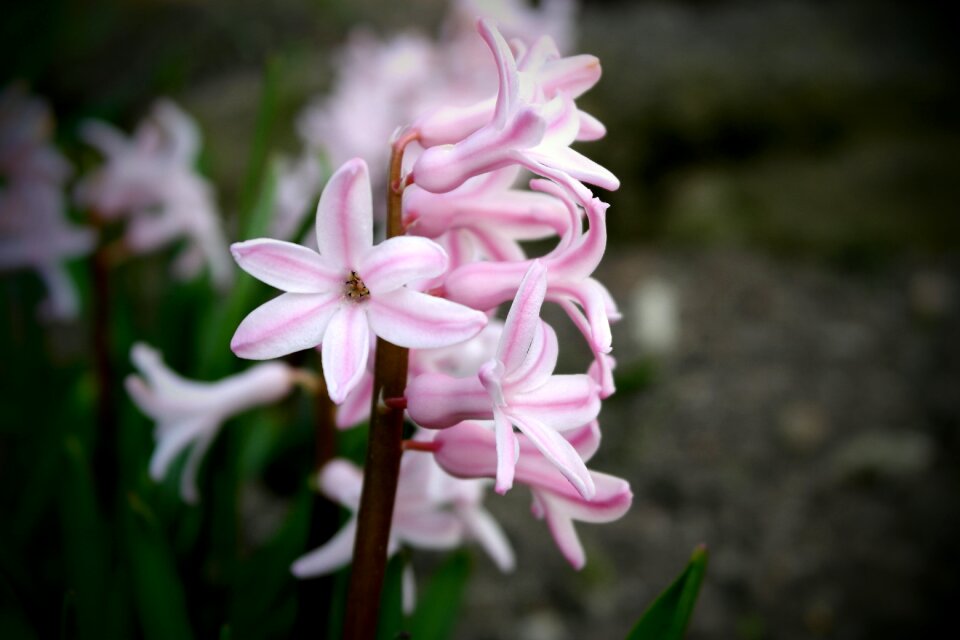 Spring macro nature