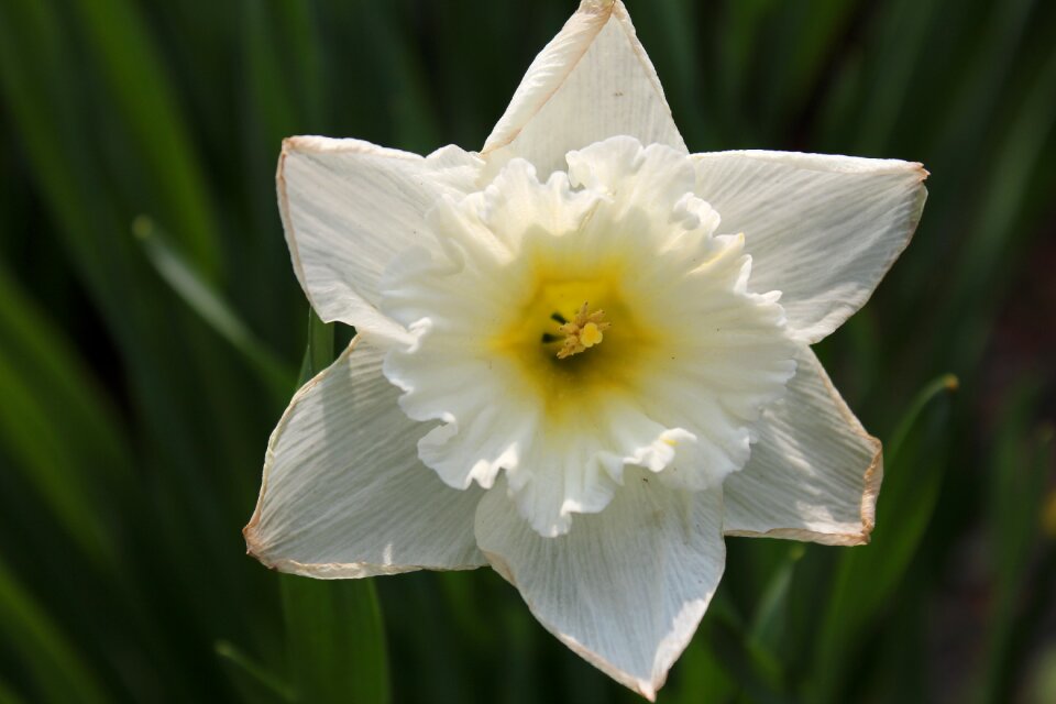 Flower nature blossom