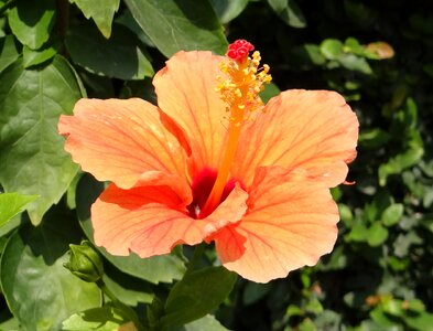 Rosa sinensis china rose flora photo