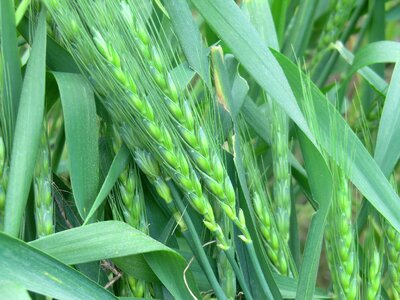 Field nature plants photo