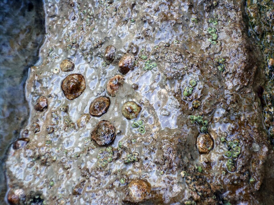 Shells sea shells stone
