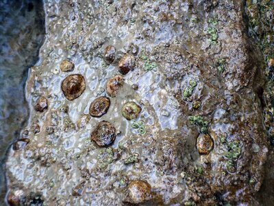 Shells sea shells stone