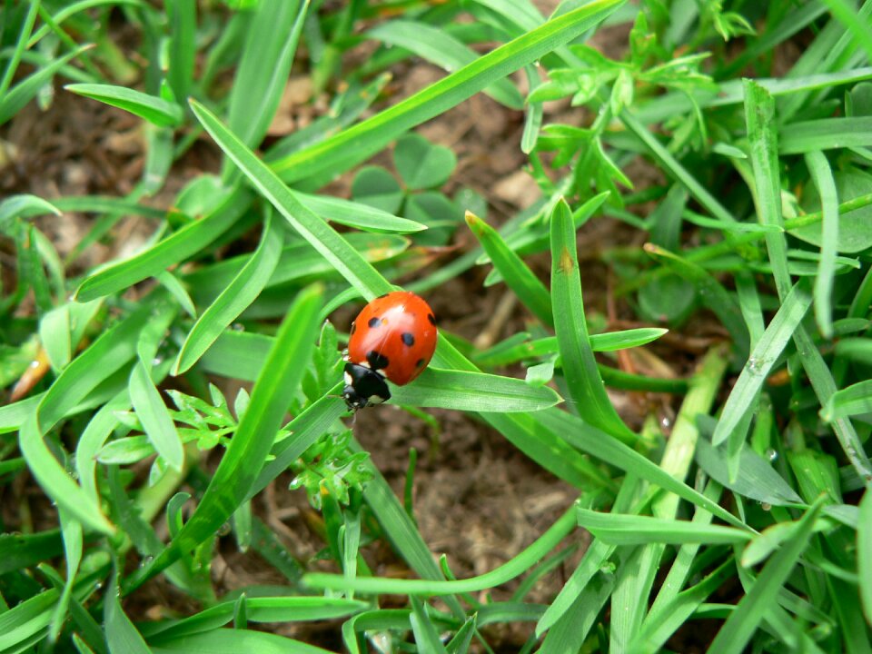 Insect beetle nature