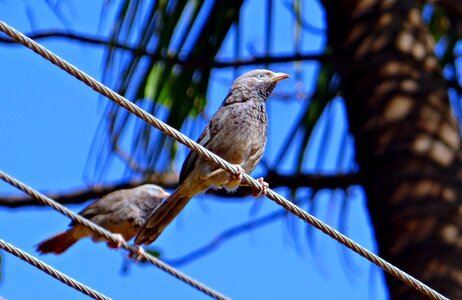 Argya affinis leiothrichidae aves