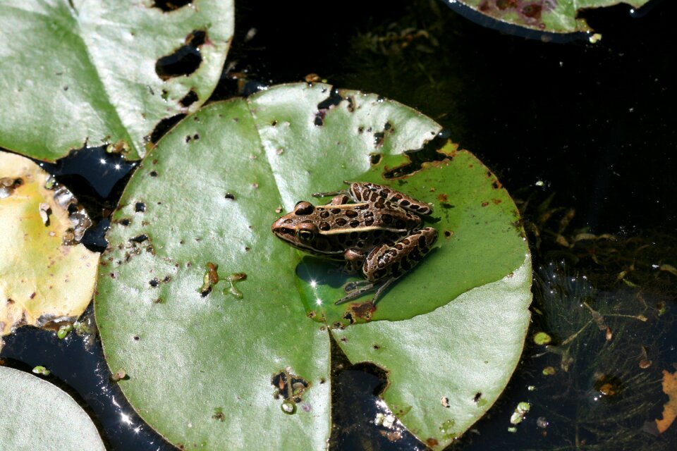 Pad marsh water lily