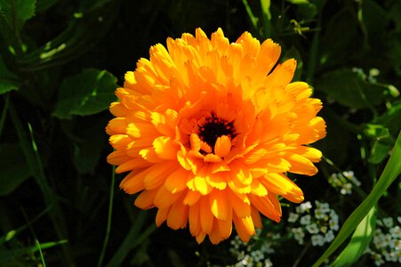 Orange yellow close up photo