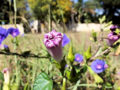 Ipomoea buds bloom