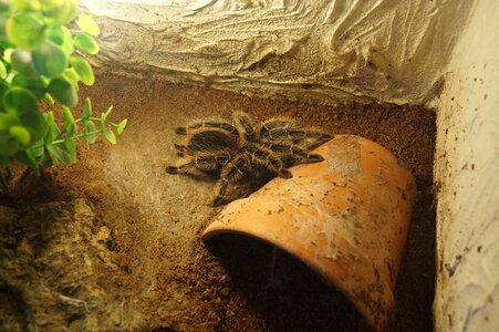 Creepy fear arachnophobia