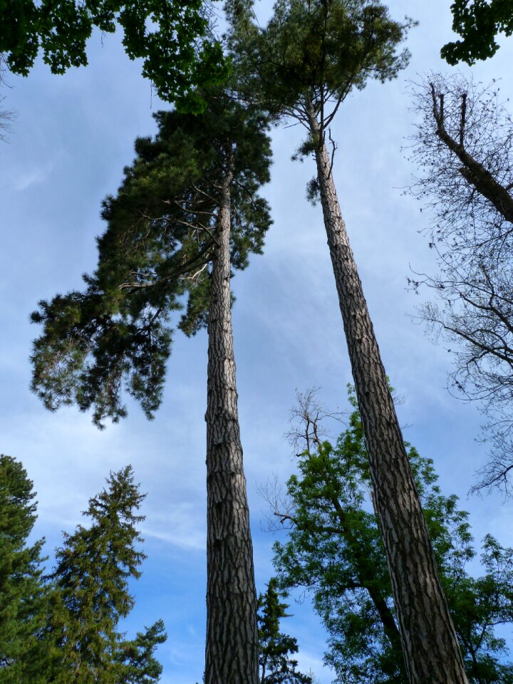 Top slender landscape