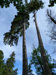 Top slender landscape photo