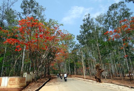 Gulmohor trees dharwad photo
