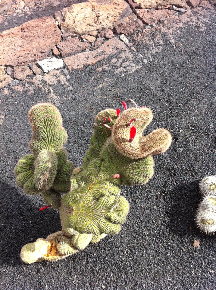 Cactus fuerteventura manrique cactus garden