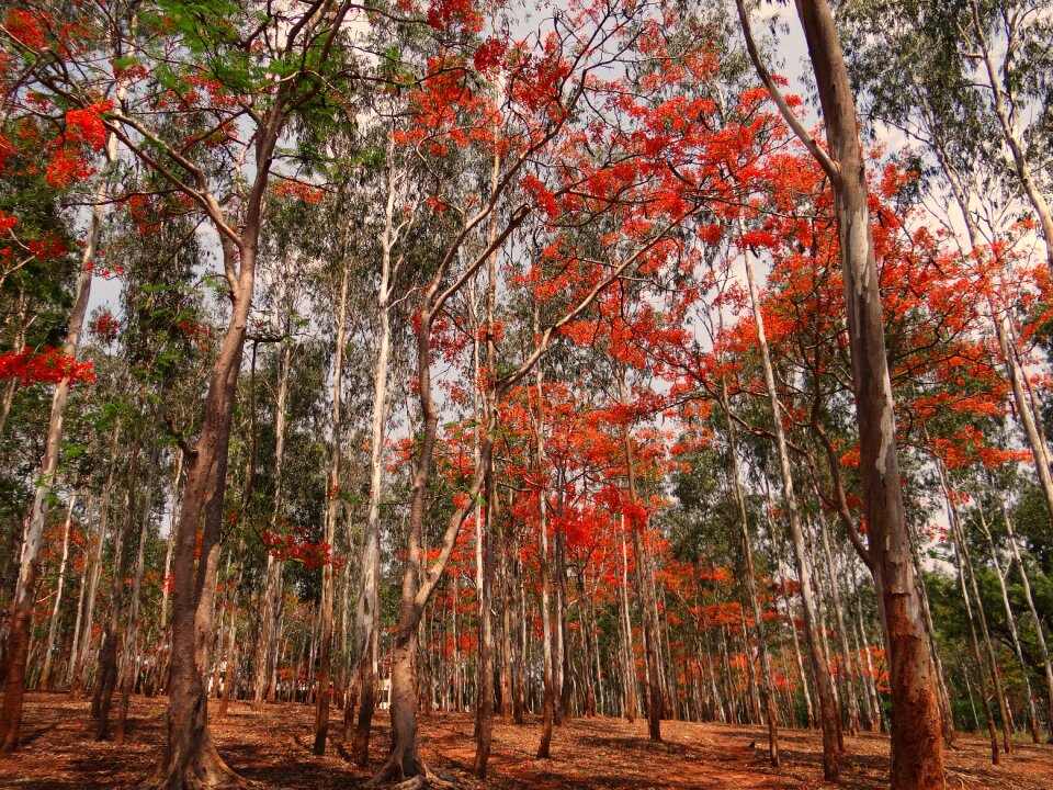 Delonix regia trees dharwad