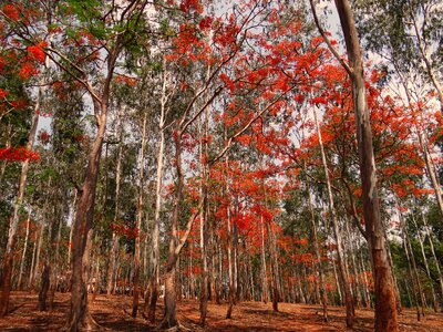 Delonix regia trees dharwad photo