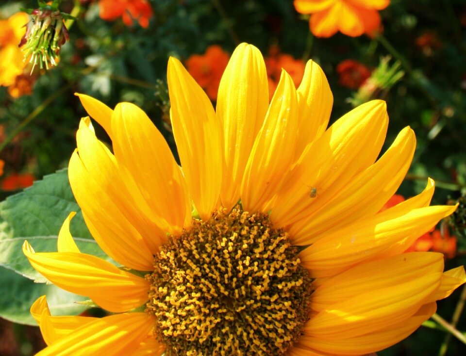 Large yellow petals