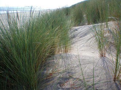 Dunes baltic sea plant