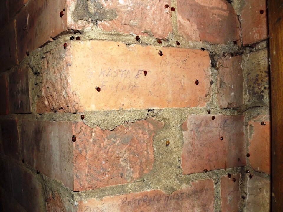 Corner beetle insect infestation