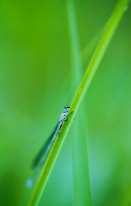 Dragonfly eyes nature