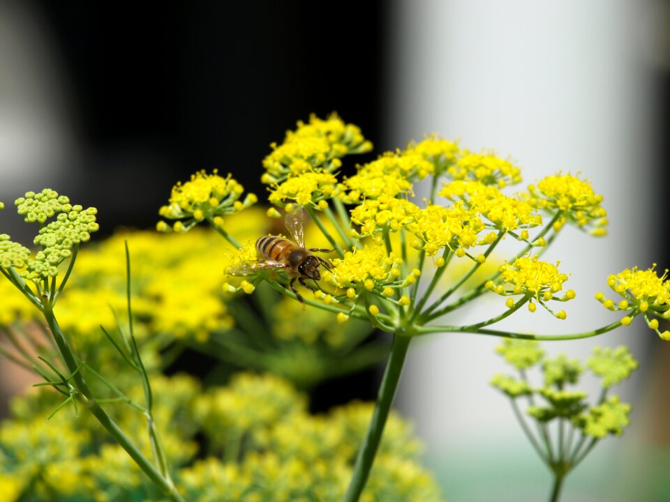 Fennel yellow flower
