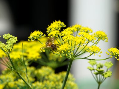Fennel yellow flower