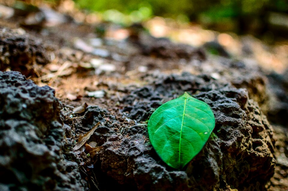 Plant rock new beginning