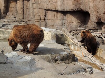 Zoo animal wildlife