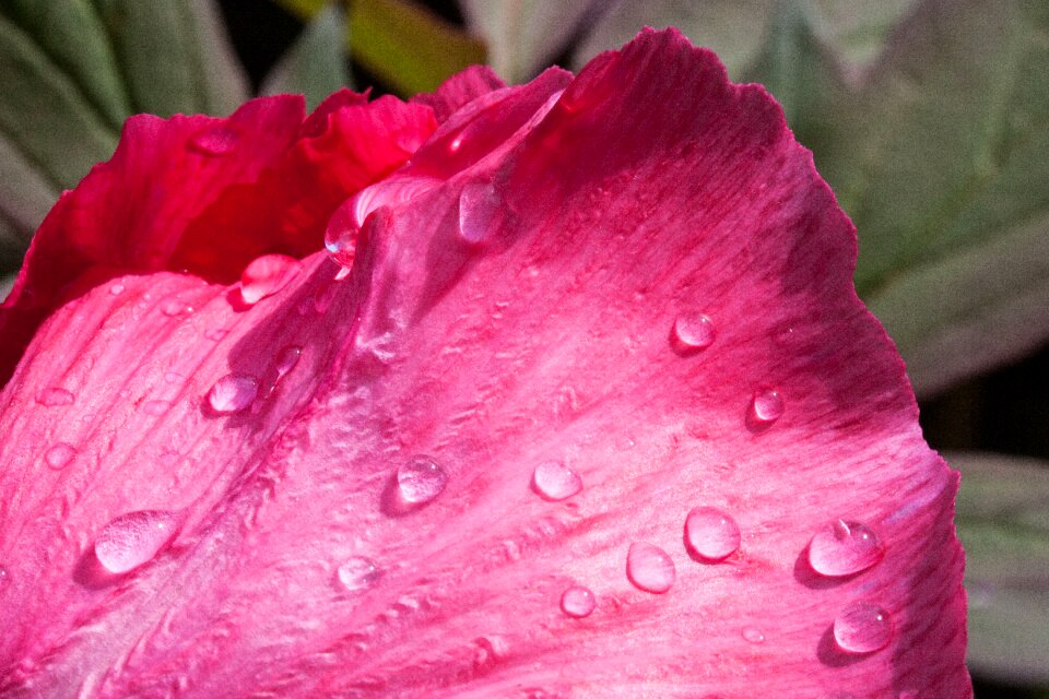 Flora spring blossom