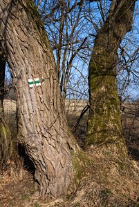 Landscape south bohemia tree branches