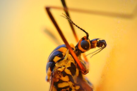 Bug animal macro