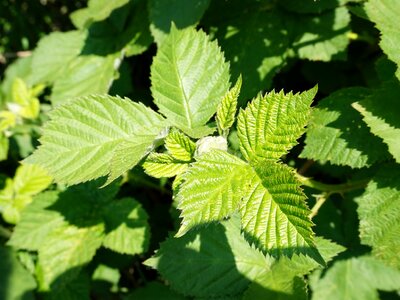 Spring blackberries leaves