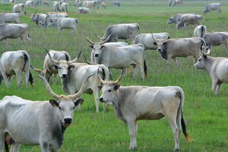 Hungarian grey cattle robert gulya cumania