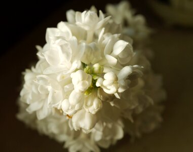 Lilac white bud