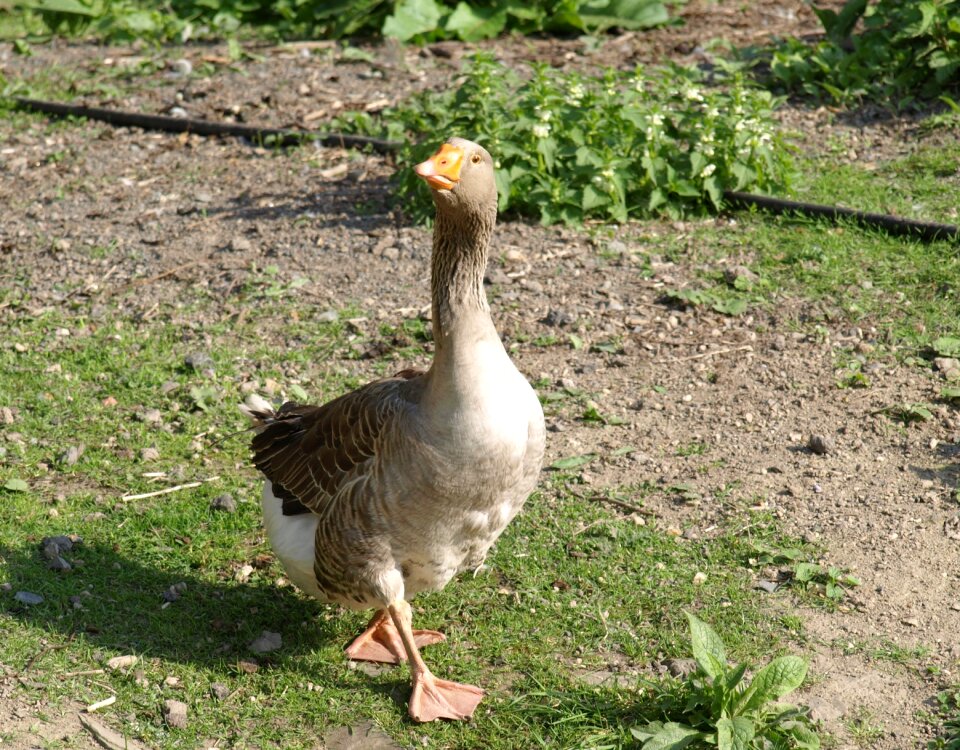 Animal domestic goose snooty