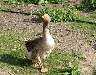 Animal domestic goose snooty photo