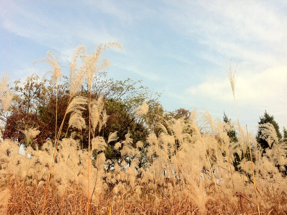 Reed autumn sky