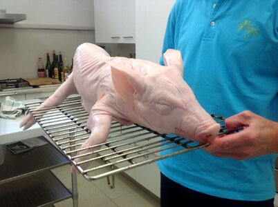 Animals food meat