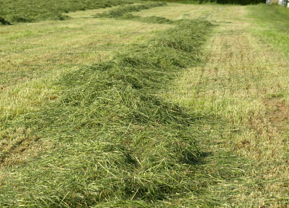 Forage luftrocknung mowed