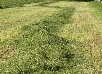 Forage luftrocknung mowed